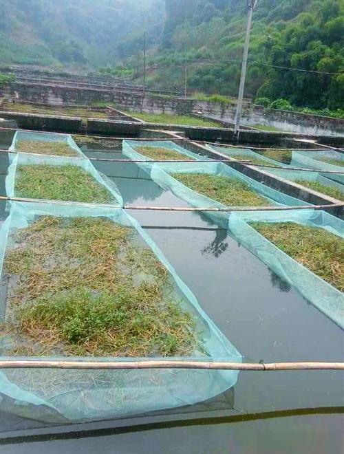 哪里学黄鳝养殖技术与场地？-图3