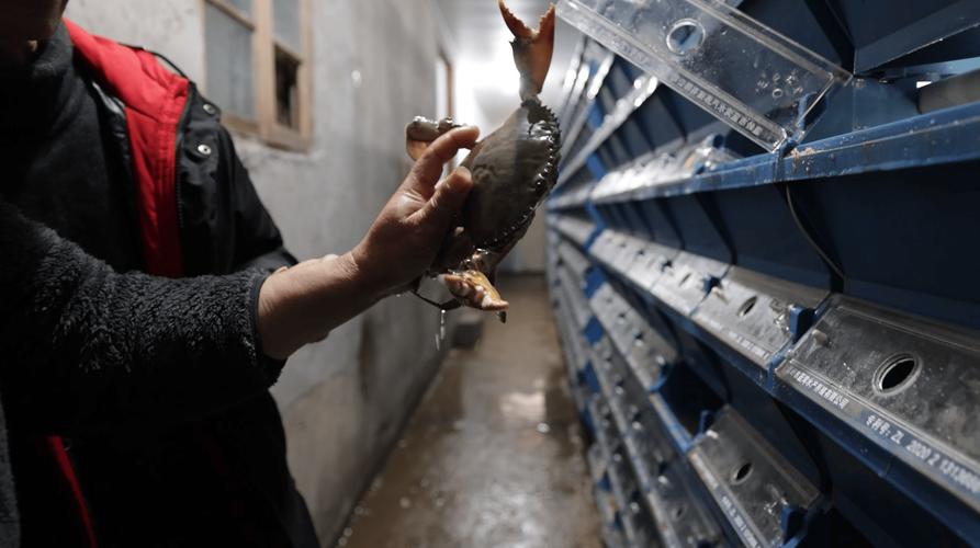 室内养殖青蟹海水技术-图1 室内养殖青蟹海水技术-图1