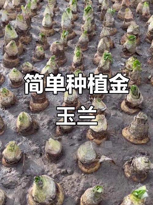 大棚金玉兰菜种植技术-图2