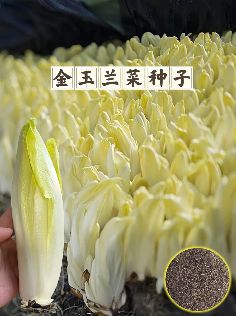 大棚金玉兰菜种植技术-图3