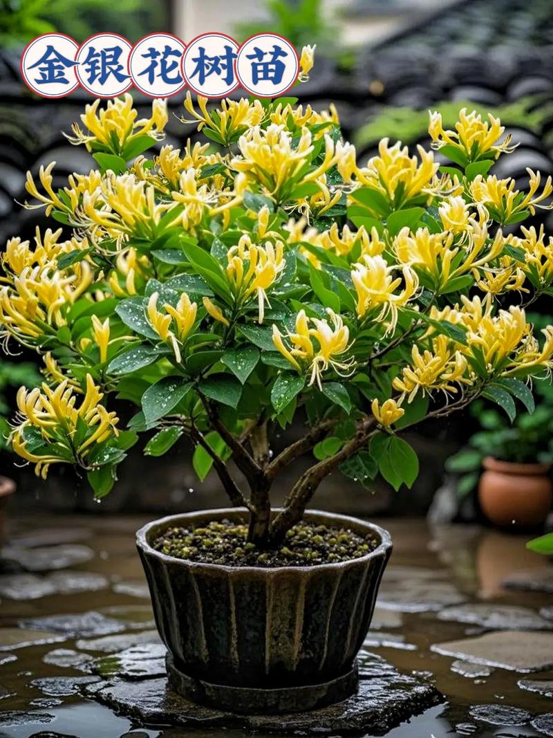 金银花品种咋选？高产优质哪个强？-图1