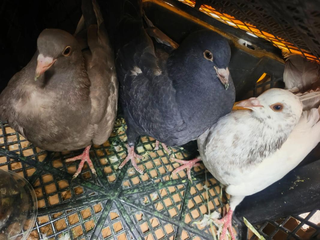 2025年鸽子价格行情会涨还是跌？-图2