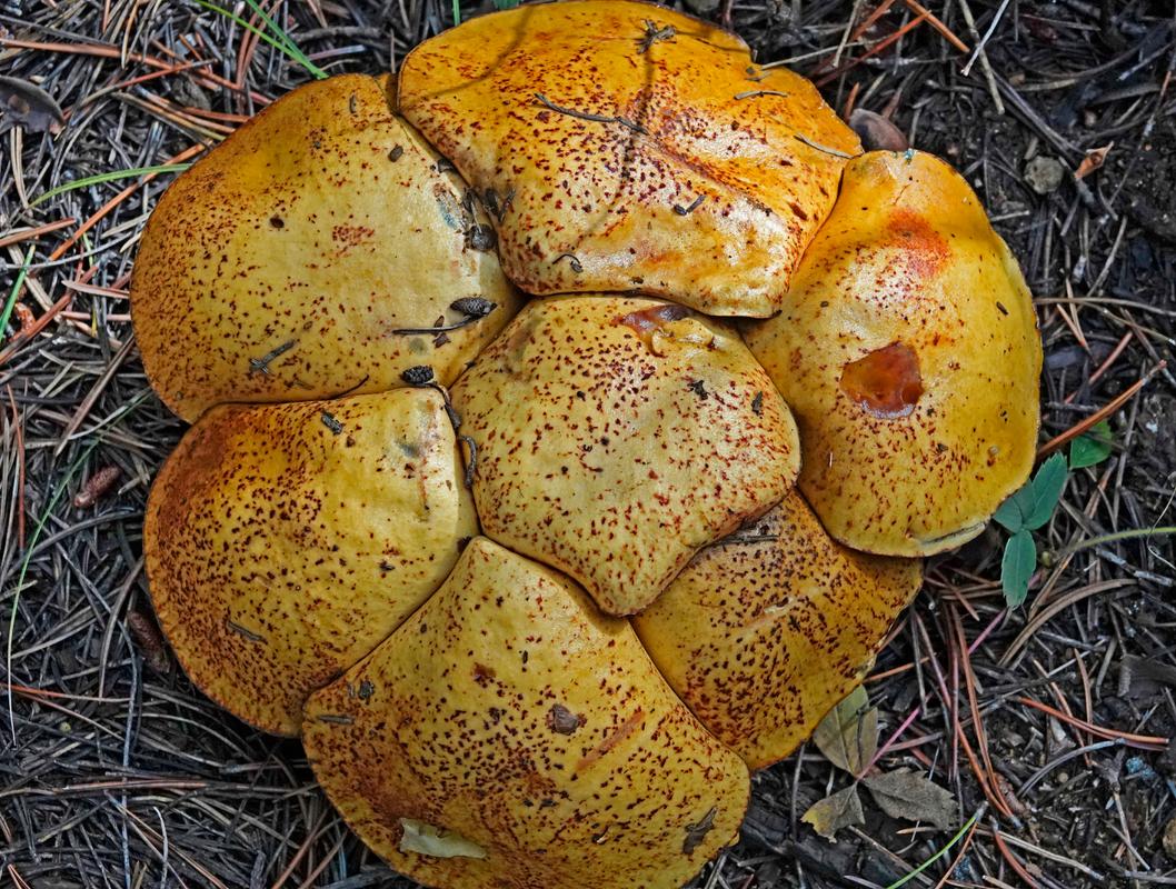 世界上最大的菌类到底有多大?-图3 世界上最大的菌类到底有多大?-图3