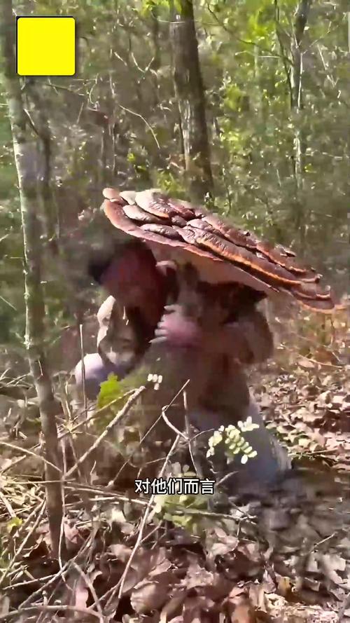 世界上最大的菌类到底有多大?-图1 世界上最大的菌类到底有多大?-图1