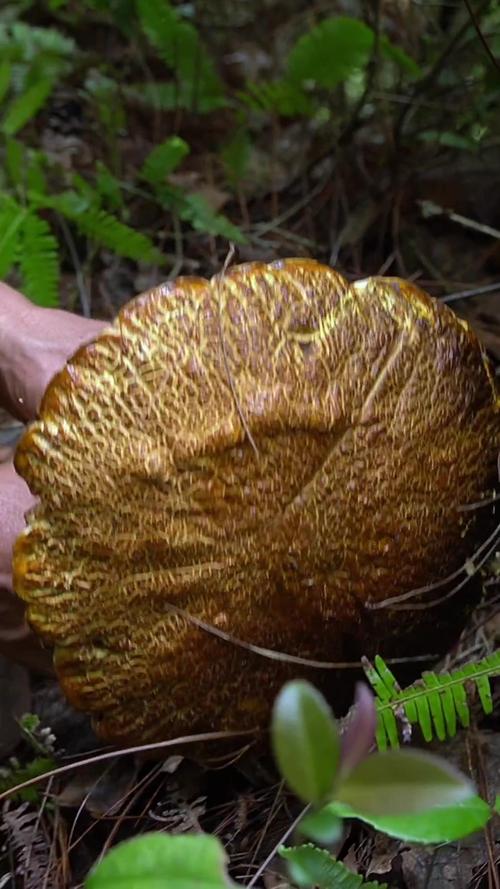 世界上最大的菌类到底有多大?-图2 世界上最大的菌类到底有多大?-图2