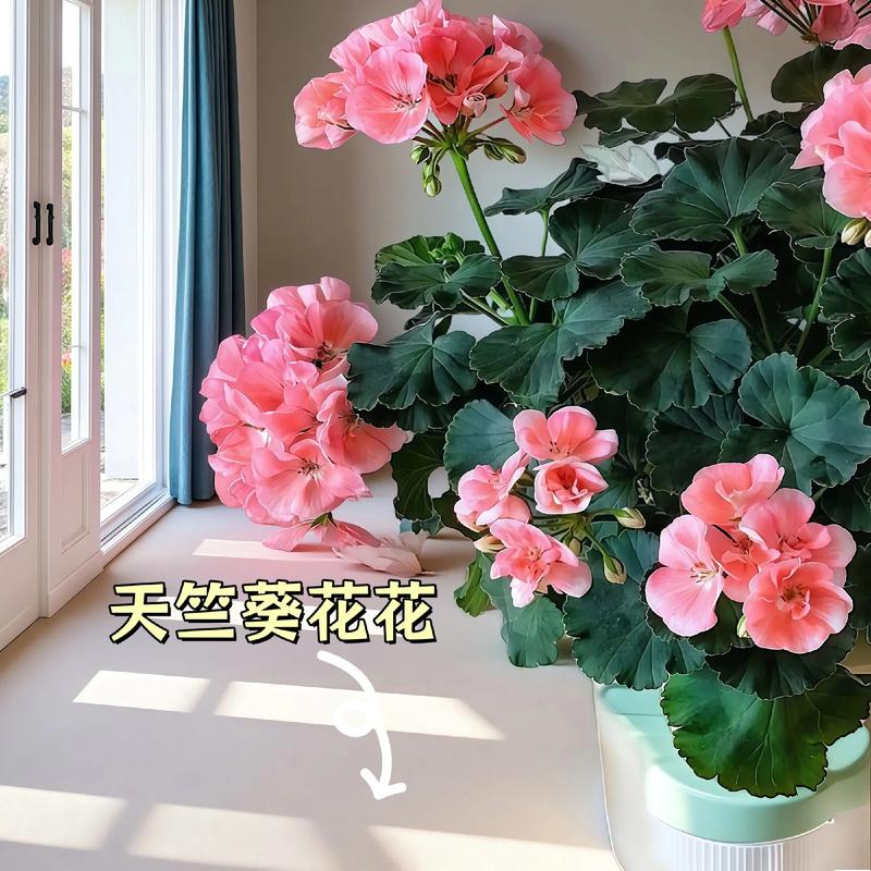 天竺葵哪个品种最好养活？-图2