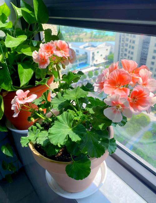 天竺葵哪个品种最好养活?-图1 天竺葵哪个品种最好养活?-图1