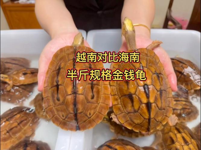 金钱龟哪个品种最值钱?-图2 金钱龟哪个品种最值钱?-图2
