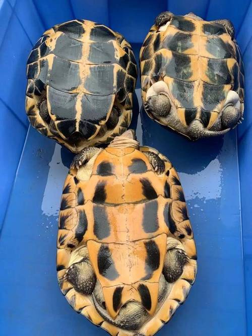 金钱龟哪个品种最值钱?-图1 金钱龟哪个品种最值钱?-图1