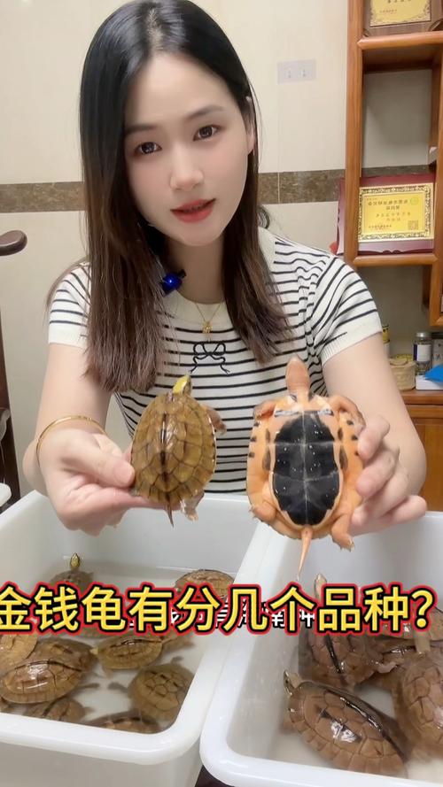 金钱龟哪个品种最值钱?-图3 金钱龟哪个品种最值钱?-图3