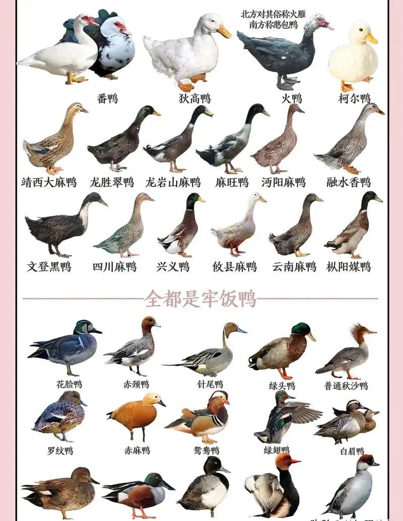 鸭子品种到底有多少个?-图1 鸭子品种到底有多少个?-图1