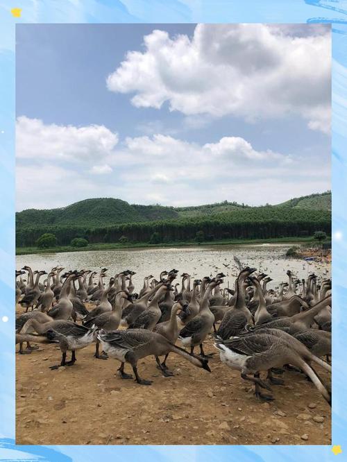 鹅品种怎么选才好养又赚钱？-图2