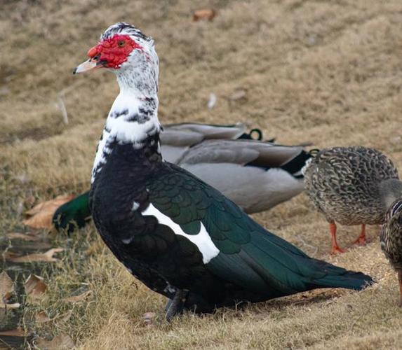 美国番鸭养殖技术视频,核心要点有哪些?-图1 美国番鸭养殖技术视频,核心要点有哪些?-图1