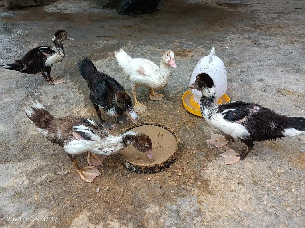 美国番鸭养殖技术视频,核心要点有哪些?-图2 美国番鸭养殖技术视频,核心要点有哪些?-图2