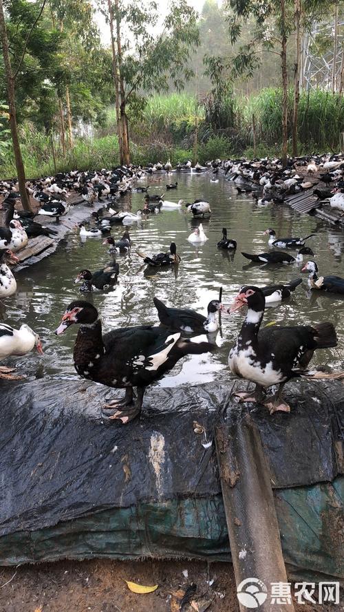 美国番鸭养殖技术视频,核心要点有哪些?-图3 美国番鸭养殖技术视频,核心要点有哪些?-图3