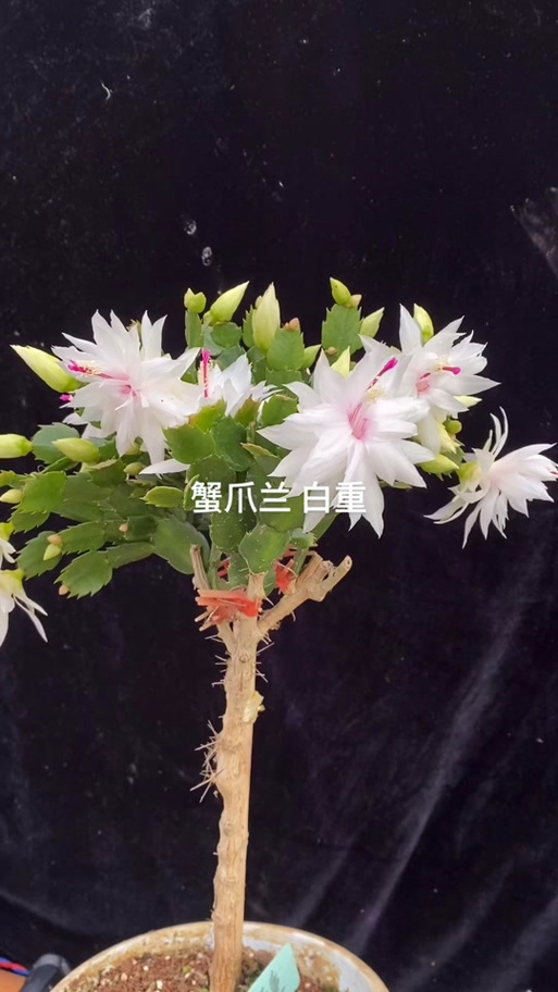 白色蟹爪兰具体品种是什么?-图1 白色蟹爪兰具体品种是什么?-图1