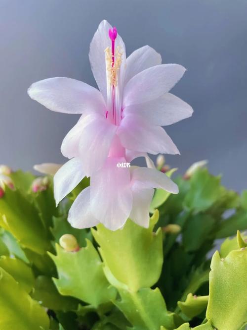 白色蟹爪兰具体品种是什么?-图3 白色蟹爪兰具体品种是什么?-图3