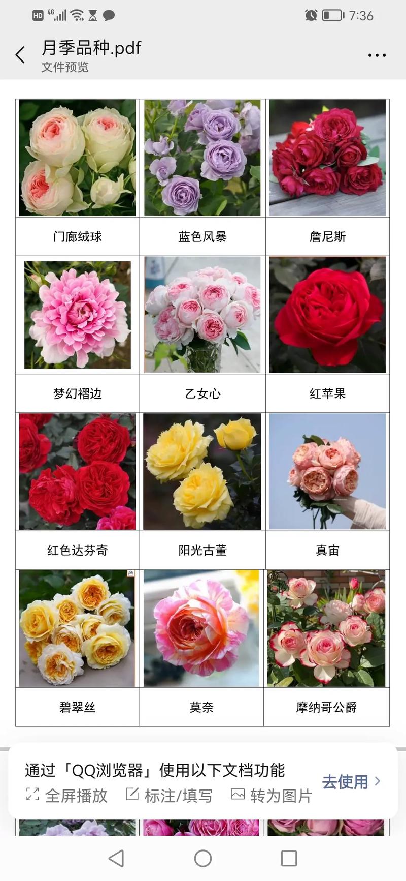 勤花月季四季开,品种咋选?-图2 勤花月季四季开,品种咋选?-图2