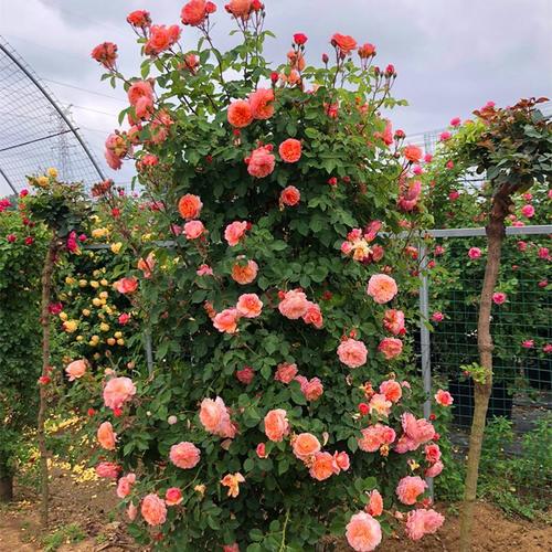 勤花月季四季开,品种咋选?-图1 勤花月季四季开,品种咋选?-图1