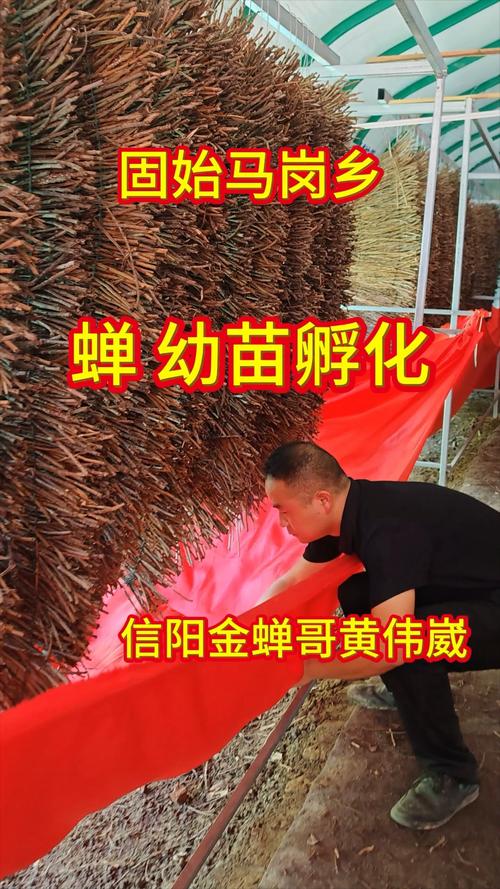 河南金蝉养殖技术培训,新手能学会吗?-图1 河南金蝉养殖技术培训,新手能学会吗?-图1