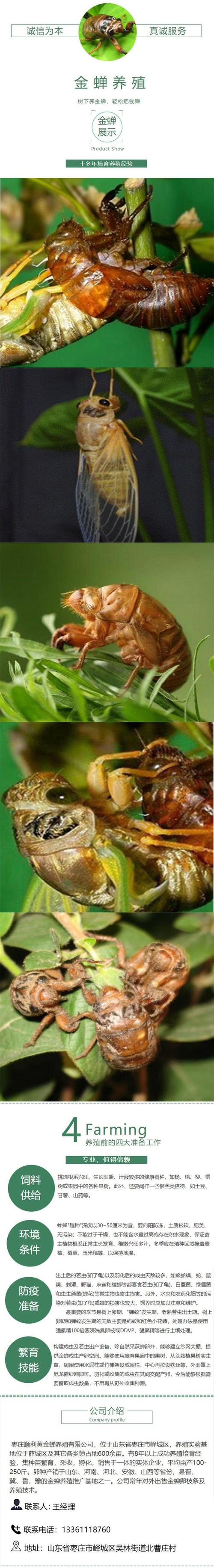 河南金蝉养殖技术培训，新手能学会吗？-图3