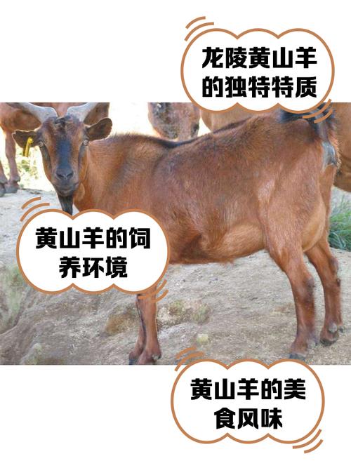 啥品种羊繁殖快利润好？-图2