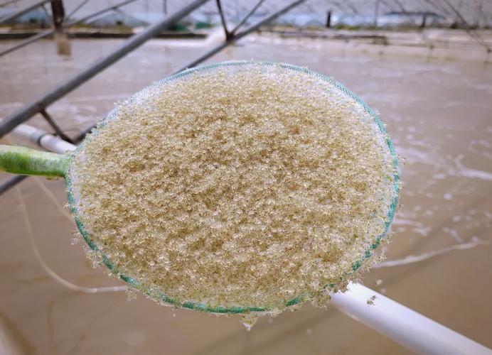 蟹苗大眼幼体养殖技术有哪些关键要点?-图1 蟹苗大眼幼体养殖技术有哪些关键要点?-图1