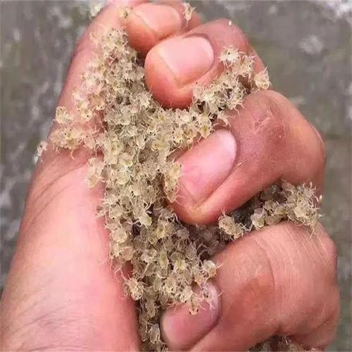 蟹苗大眼幼体养殖技术有哪些关键要点?-图2 蟹苗大眼幼体养殖技术有哪些关键要点?-图2