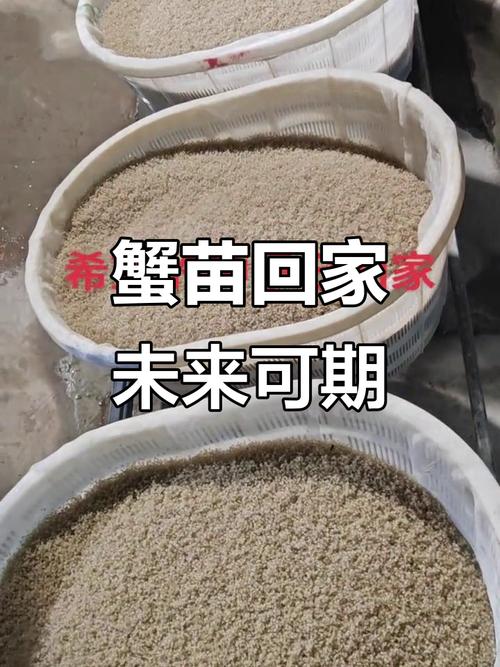 蟹苗大眼幼体养殖技术有哪些关键要点?-图3 蟹苗大眼幼体养殖技术有哪些关键要点?-图3