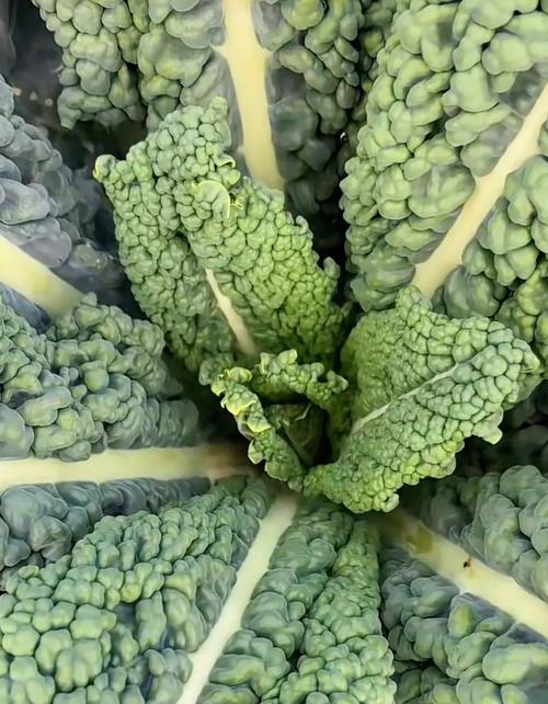 深色绿叶菜品种有哪些？-图2