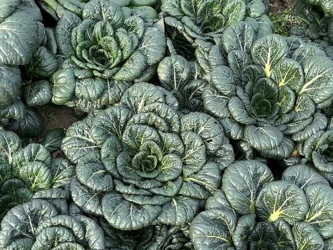 深色绿叶菜品种有哪些？-图1