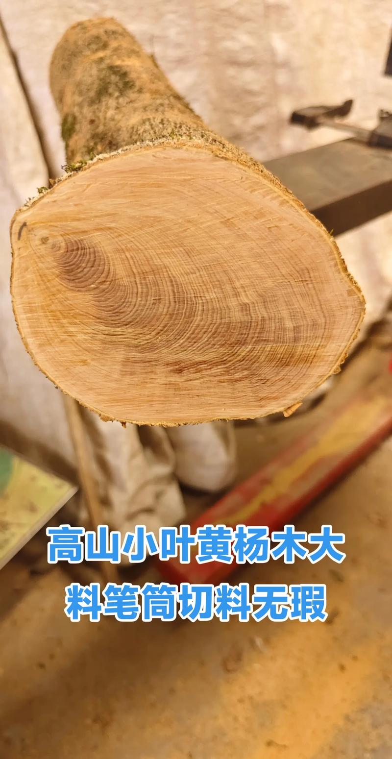 黄杨木哪个品种最值钱？-图2