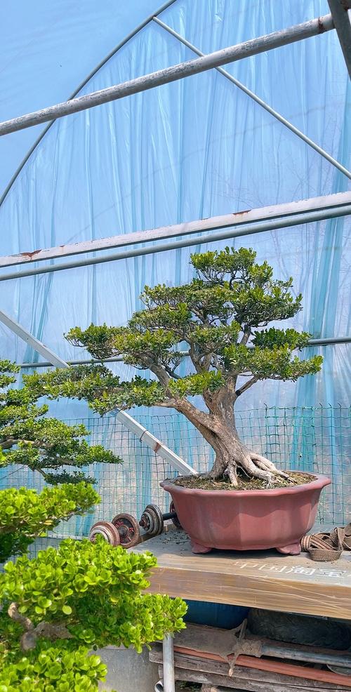 黄杨木哪个品种最值钱？-图1