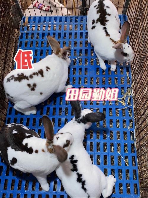 獭兔肉兔哪个好？品种选对是关键！-图2