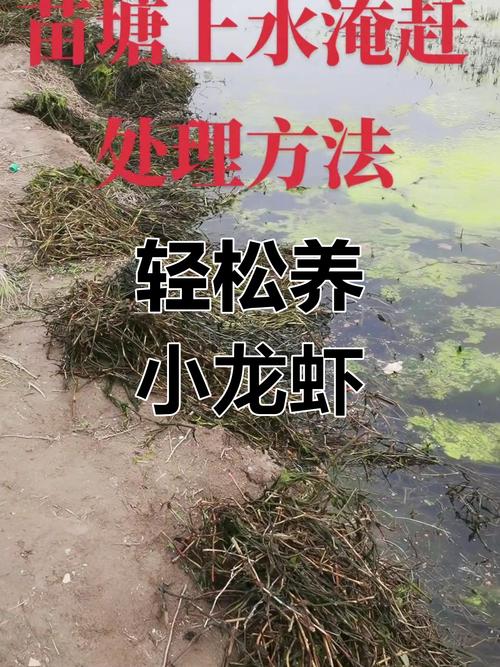 济南小龙虾养殖技术要点有哪些?-图2 济南小龙虾养殖技术要点有哪些?-图2