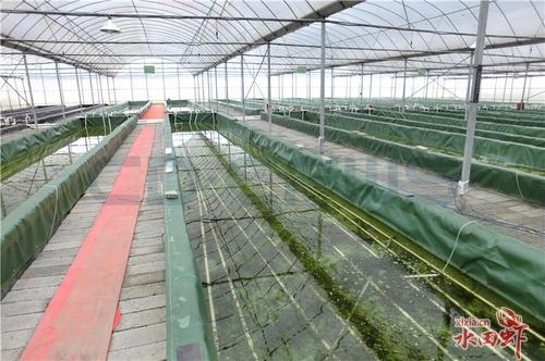 济南小龙虾养殖技术要点有哪些?-图1 济南小龙虾养殖技术要点有哪些?-图1