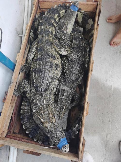 养殖场的鳄鱼是什么品种?-图1 养殖场的鳄鱼是什么品种?-图1