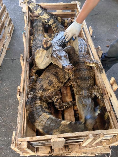 养殖场的鳄鱼是什么品种?-图2 养殖场的鳄鱼是什么品种?-图2