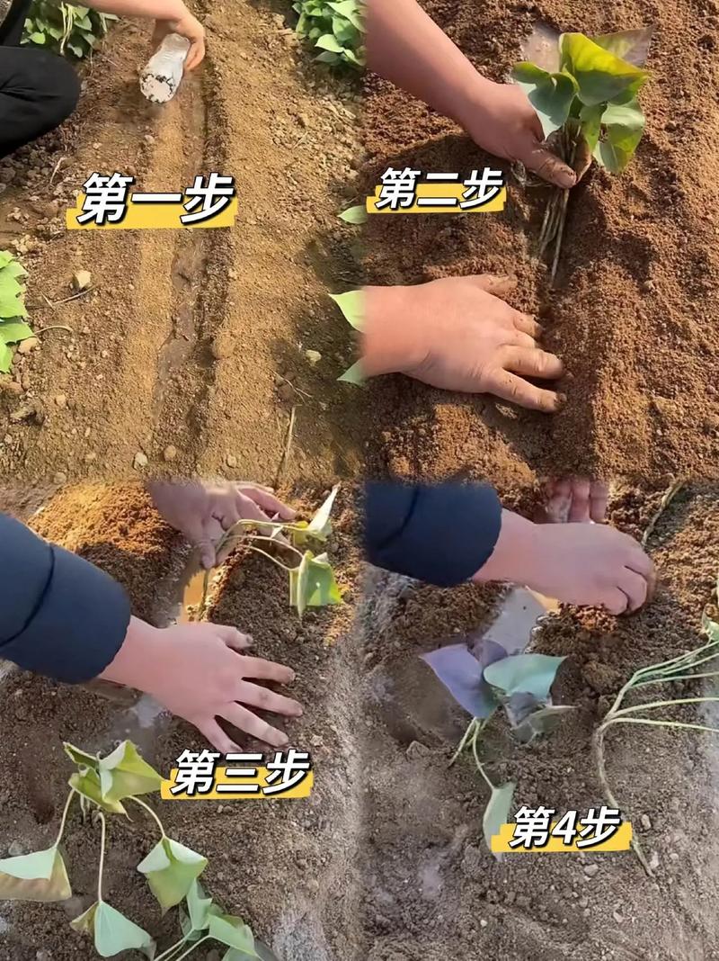 红薯种植视频，关键技术有哪些？-图1