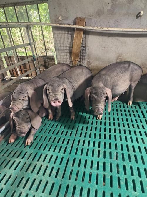 安徽有哪些优质猪品种？-图3