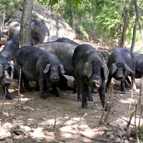 安徽有哪些优质猪品种？-图1