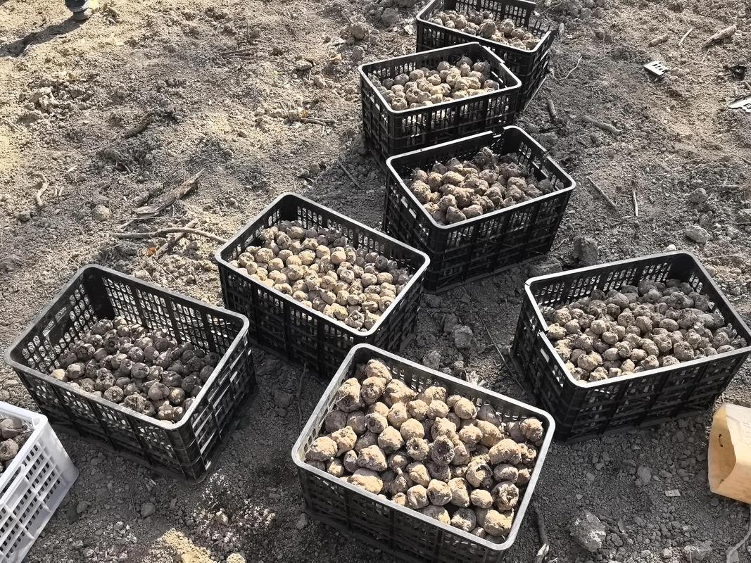 磨玉种植技术有哪些关键步骤?-图2 磨玉种植技术有哪些关键步骤?-图2