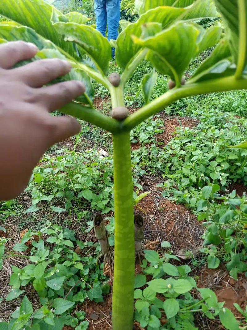 磨玉种植技术有哪些关键步骤?-图1 磨玉种植技术有哪些关键步骤?-图1