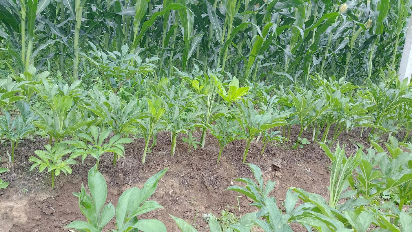 磨玉种植技术有哪些关键步骤?-图3 磨玉种植技术有哪些关键步骤?-图3