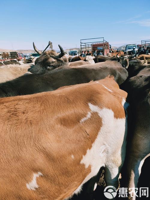 新疆养牛品种,哪种最合适?-图2 新疆养牛品种,哪种最合适?-图2