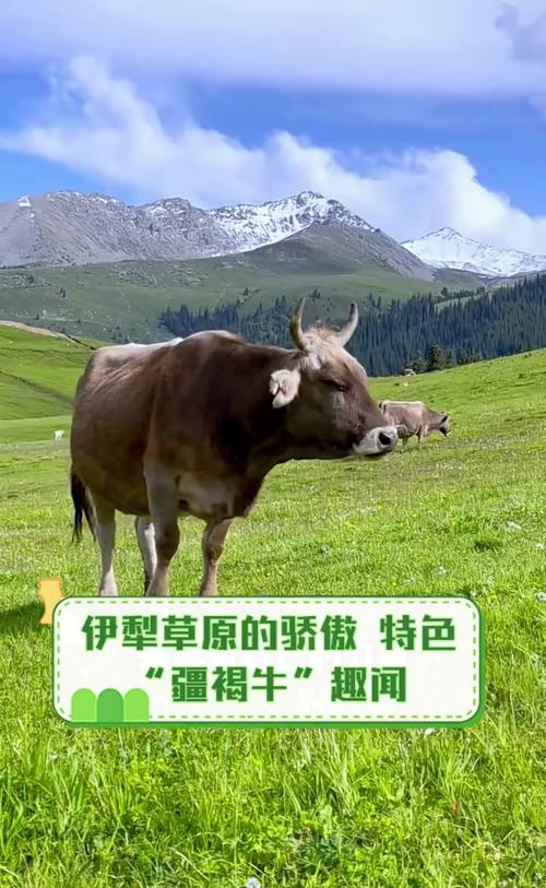 新疆养牛品种,哪种最合适?-图3 新疆养牛品种,哪种最合适?-图3
