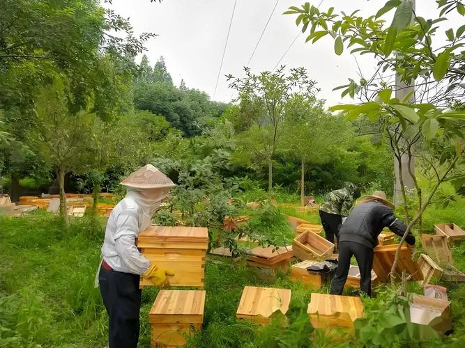 养中蜂技术视频有哪些关键要点?-图1 养中蜂技术视频有哪些关键要点?-图1