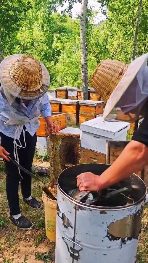 养中蜂技术视频有哪些关键要点?-图2 养中蜂技术视频有哪些关键要点?-图2