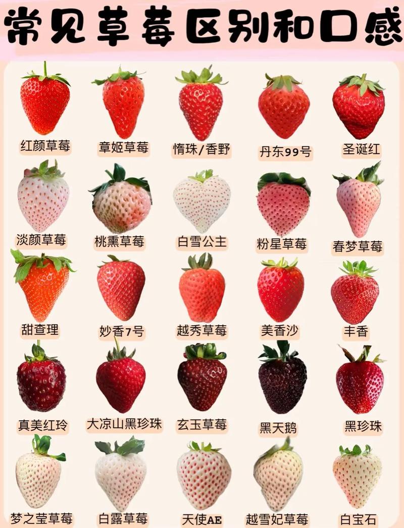 什么草莓品种好种又高产?-图1 什么草莓品种好种又高产?-图1