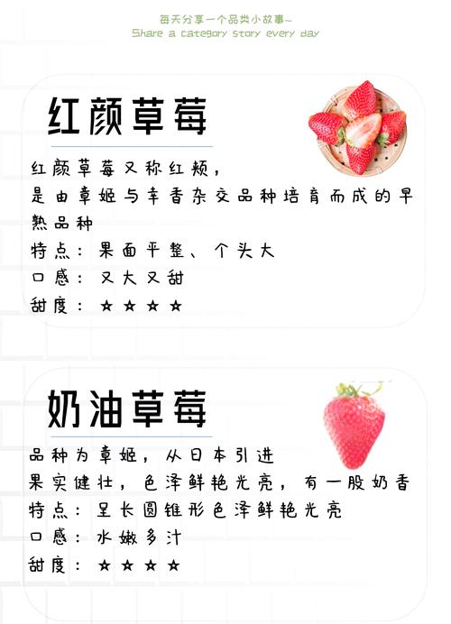 什么草莓品种好种又高产?-图3 什么草莓品种好种又高产?-图3